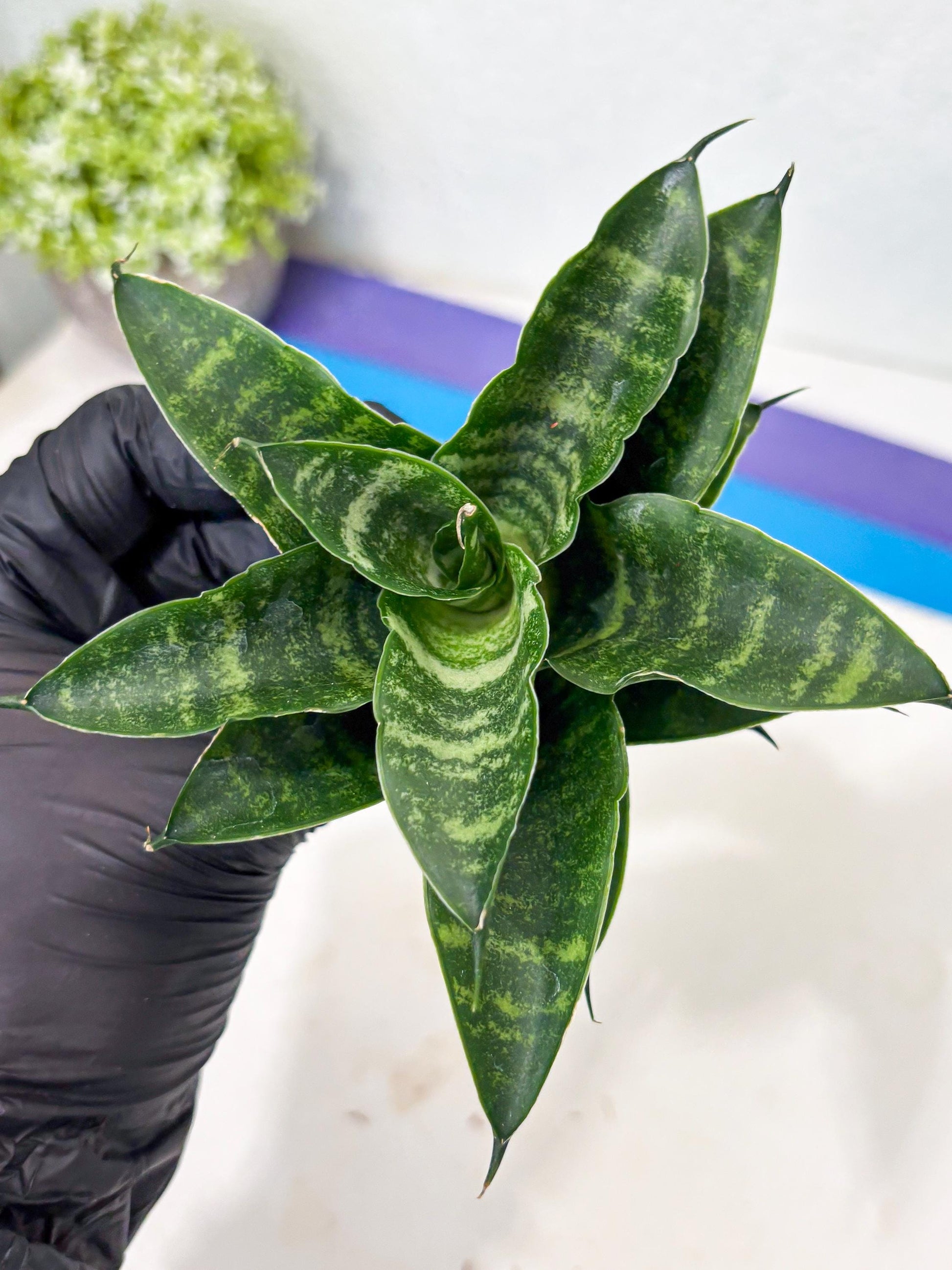 Sansevieria Kraden (ba6) (12) | Rare Collection