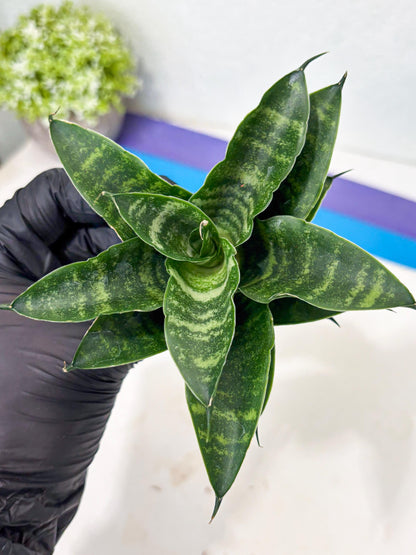 Sansevieria Kraden (ba6) (12) | Rare Collection