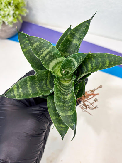 Sansevieria Kraden (ba6) (12) | Rare Collection