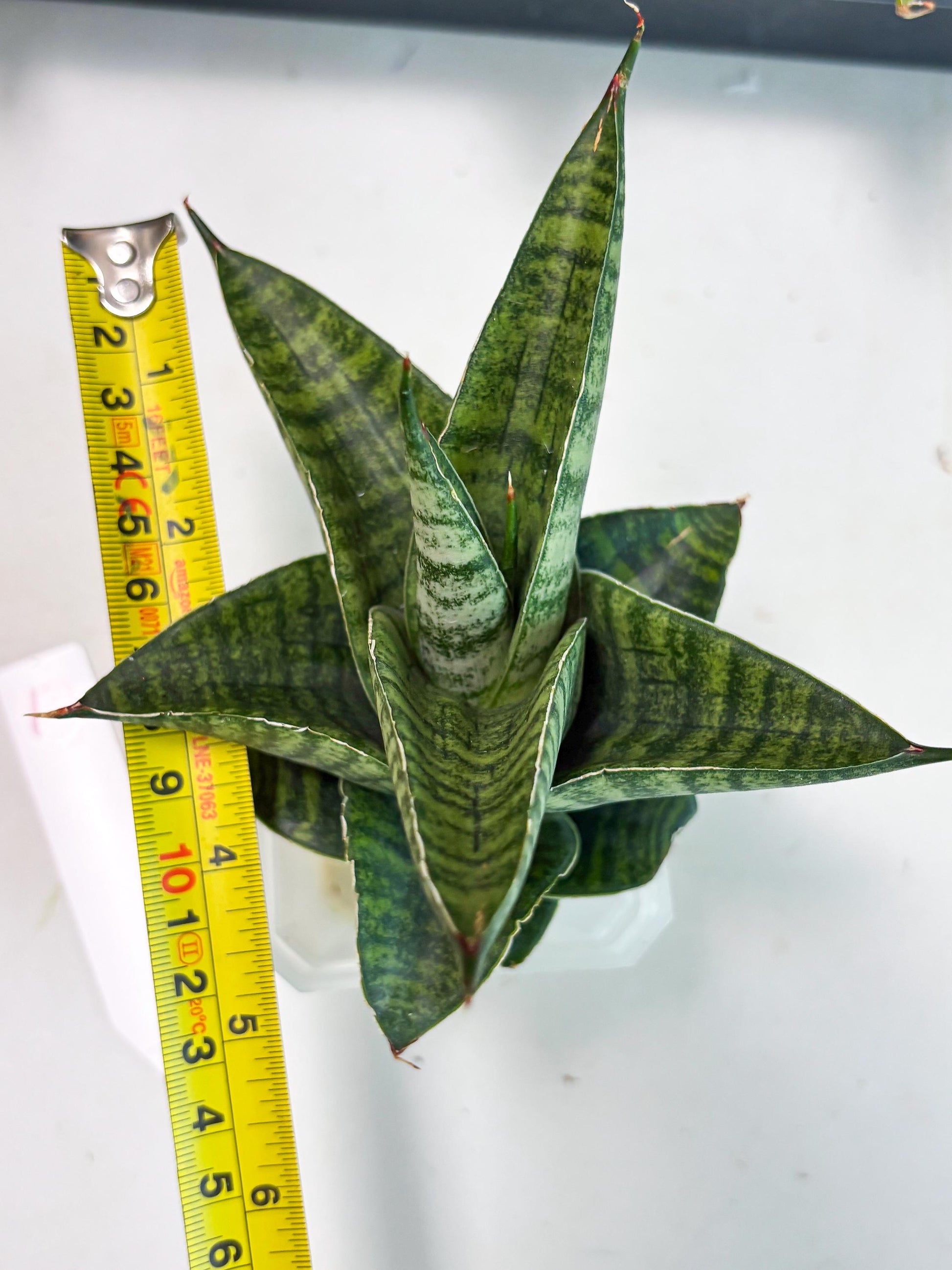 Sansevieria Cordova x Boncel (ba6) (13) | Rare Collection