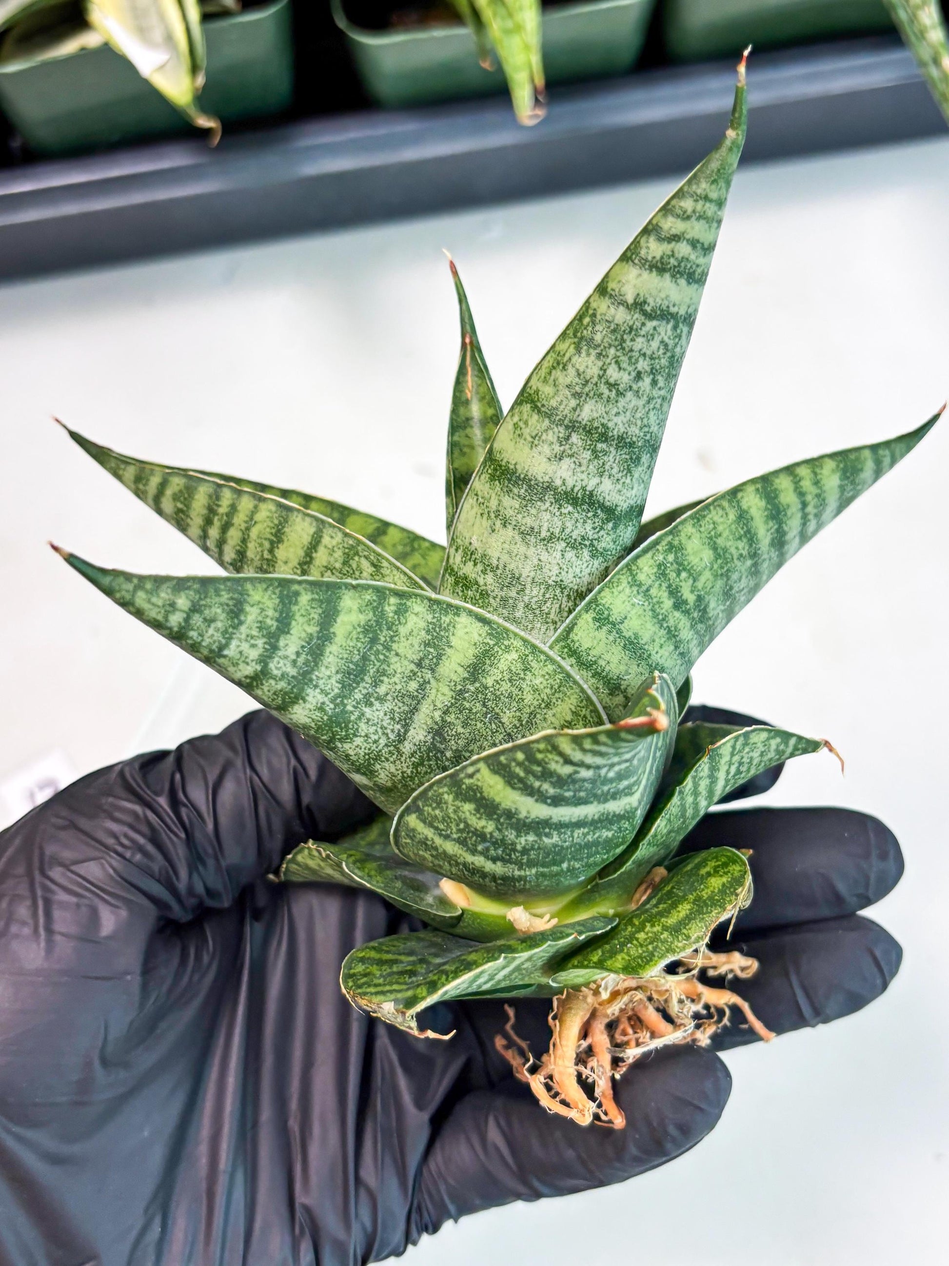 Sansevieria Cordova x Boncel (ba6) (13) | Rare Collection
