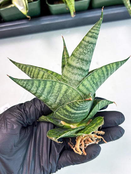 Sansevieria Cordova x Boncel (ba6) (13) | Rare Collection