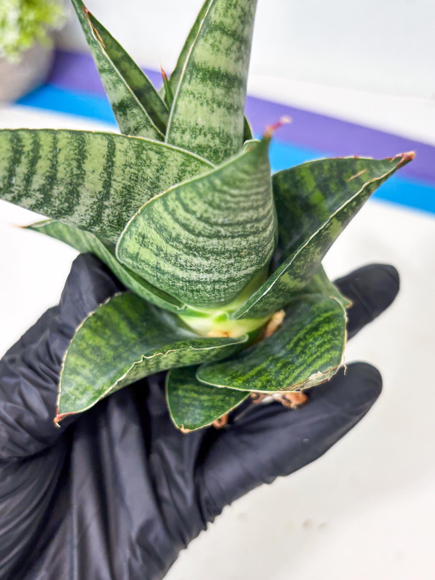 Sansevieria Cordova x Boncel (ba6) (13) | Rare Collection