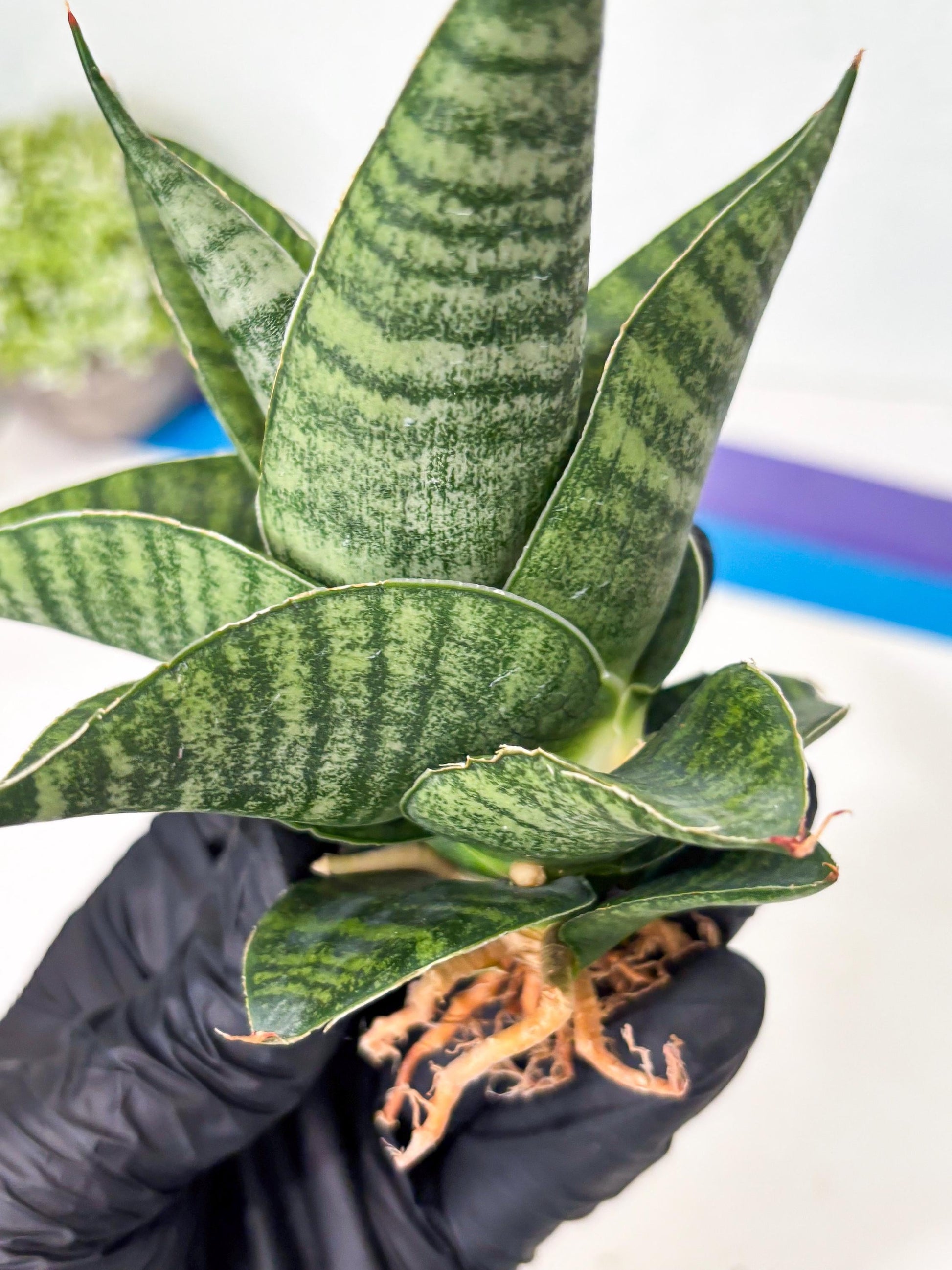 Sansevieria Cordova x Boncel (ba6) (13) | Rare Collection