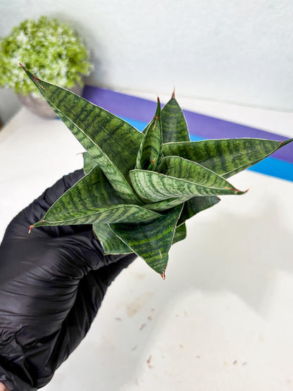 Sansevieria Cordova x Boncel (ba6) (13) | Rare Collection
