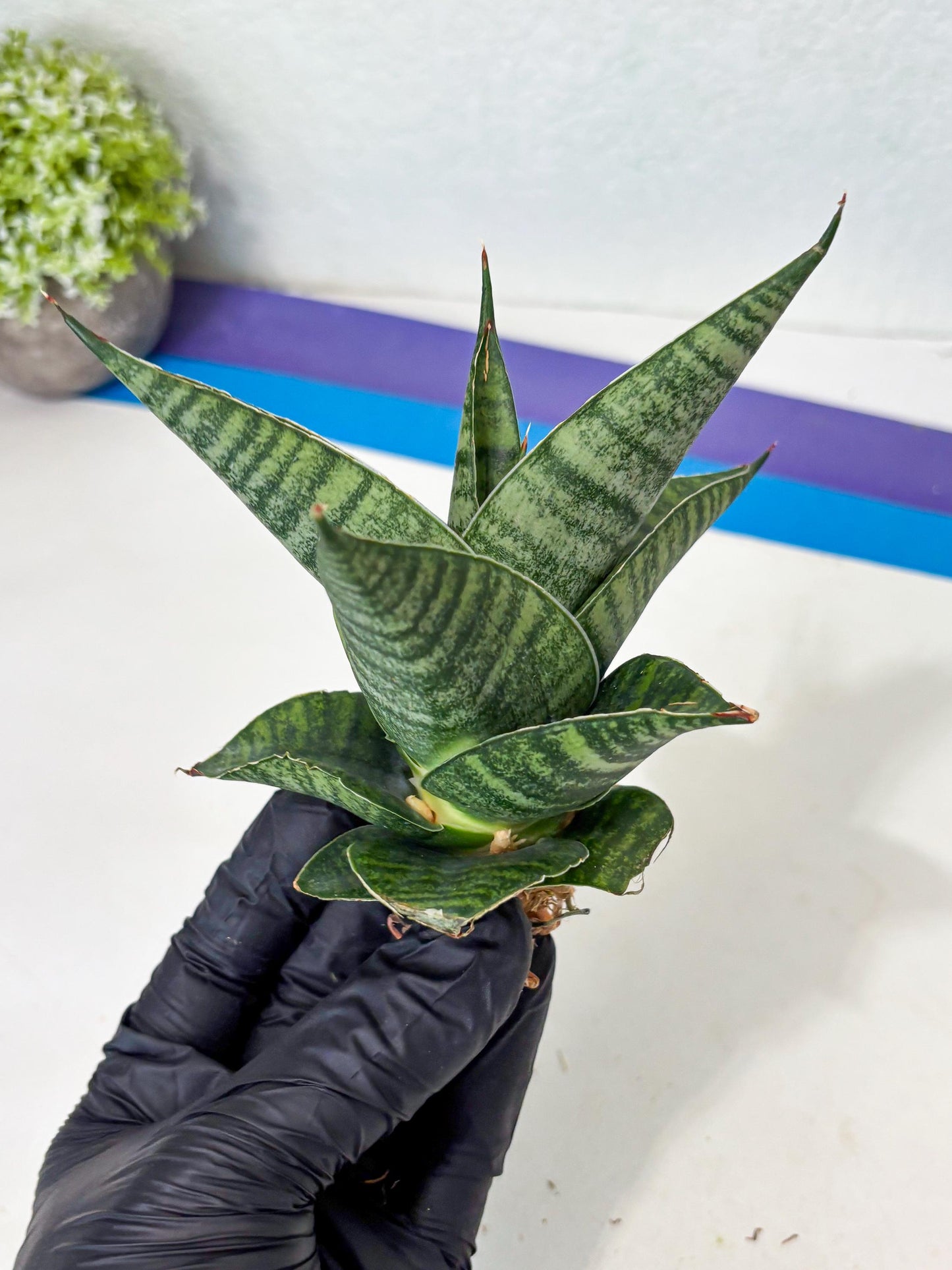 Sansevieria Cordova x Boncel (ba6) (13) | Rare Collection