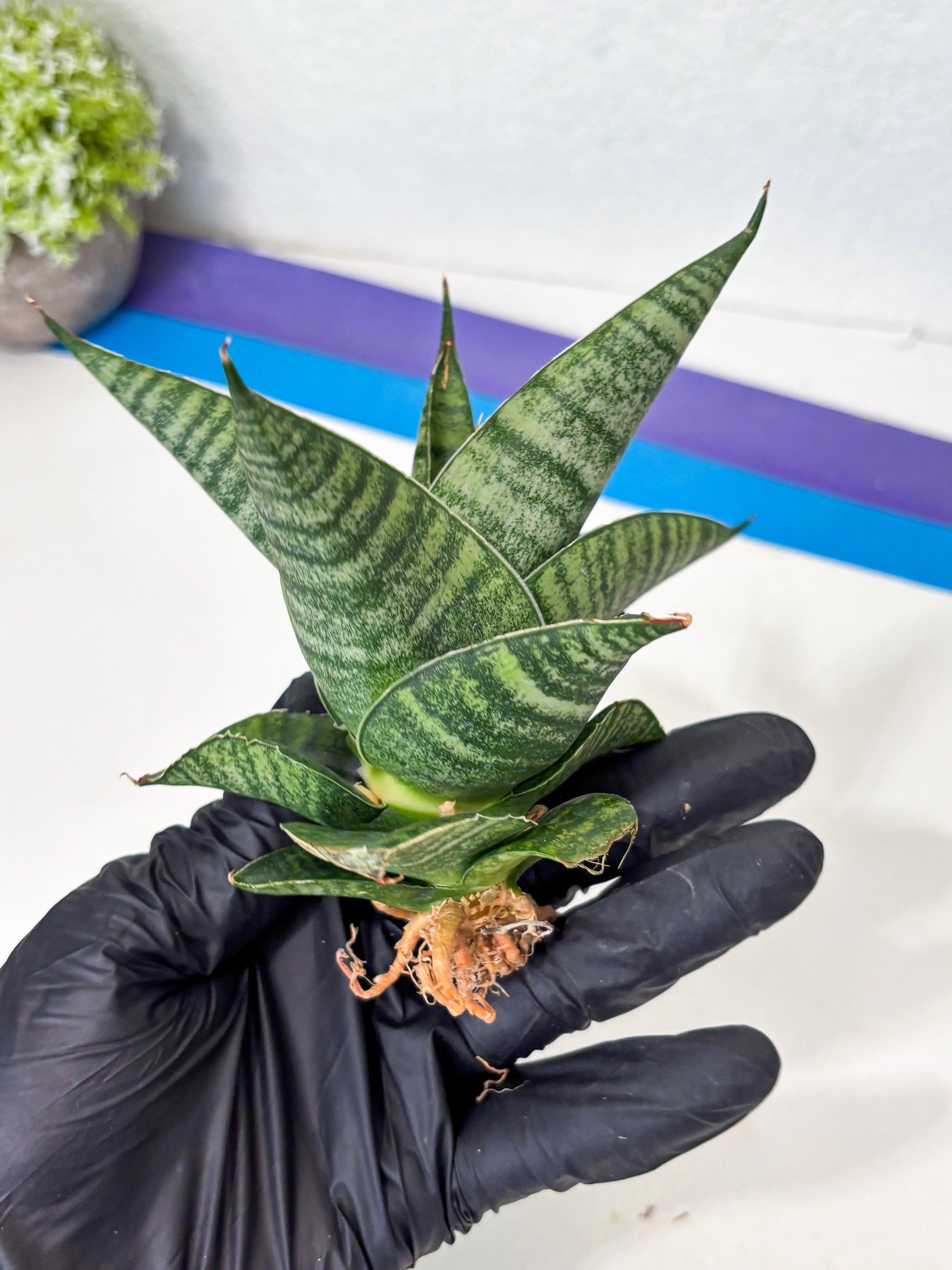 Sansevieria Cordova x Boncel (ba6) (13) | Rare Collection