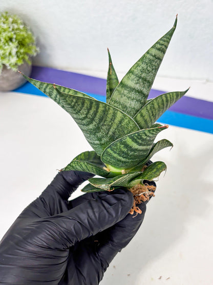 Sansevieria Cordova x Boncel (ba6) (13) | Rare Collection