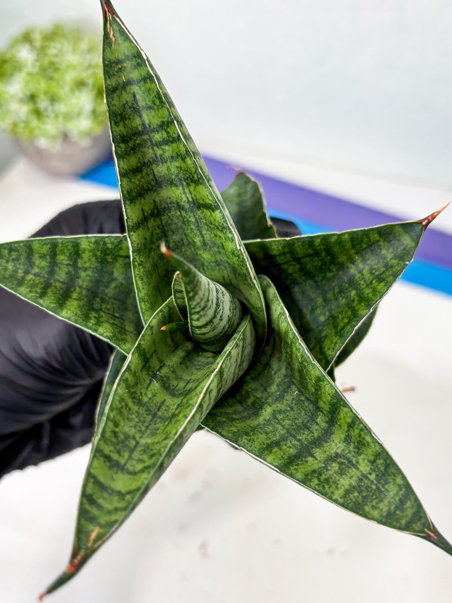 Sansevieria Cordova x Boncel (ba6) (13) | Rare Collection