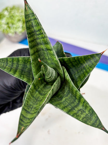Sansevieria Cordova x Boncel (ba6) (13) | Rare Collection
