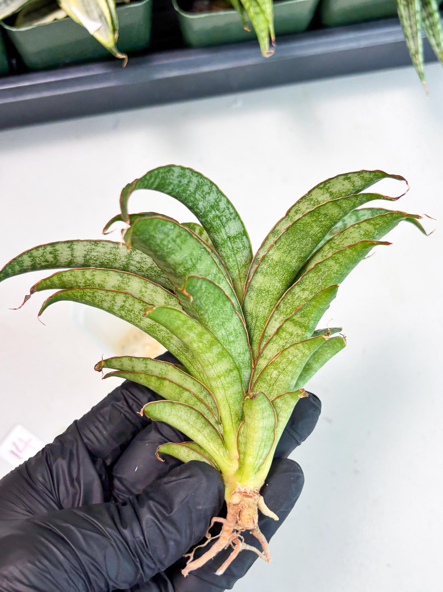 Sansevieria AFF Nalika (Ba6) (14) | Imported Plants