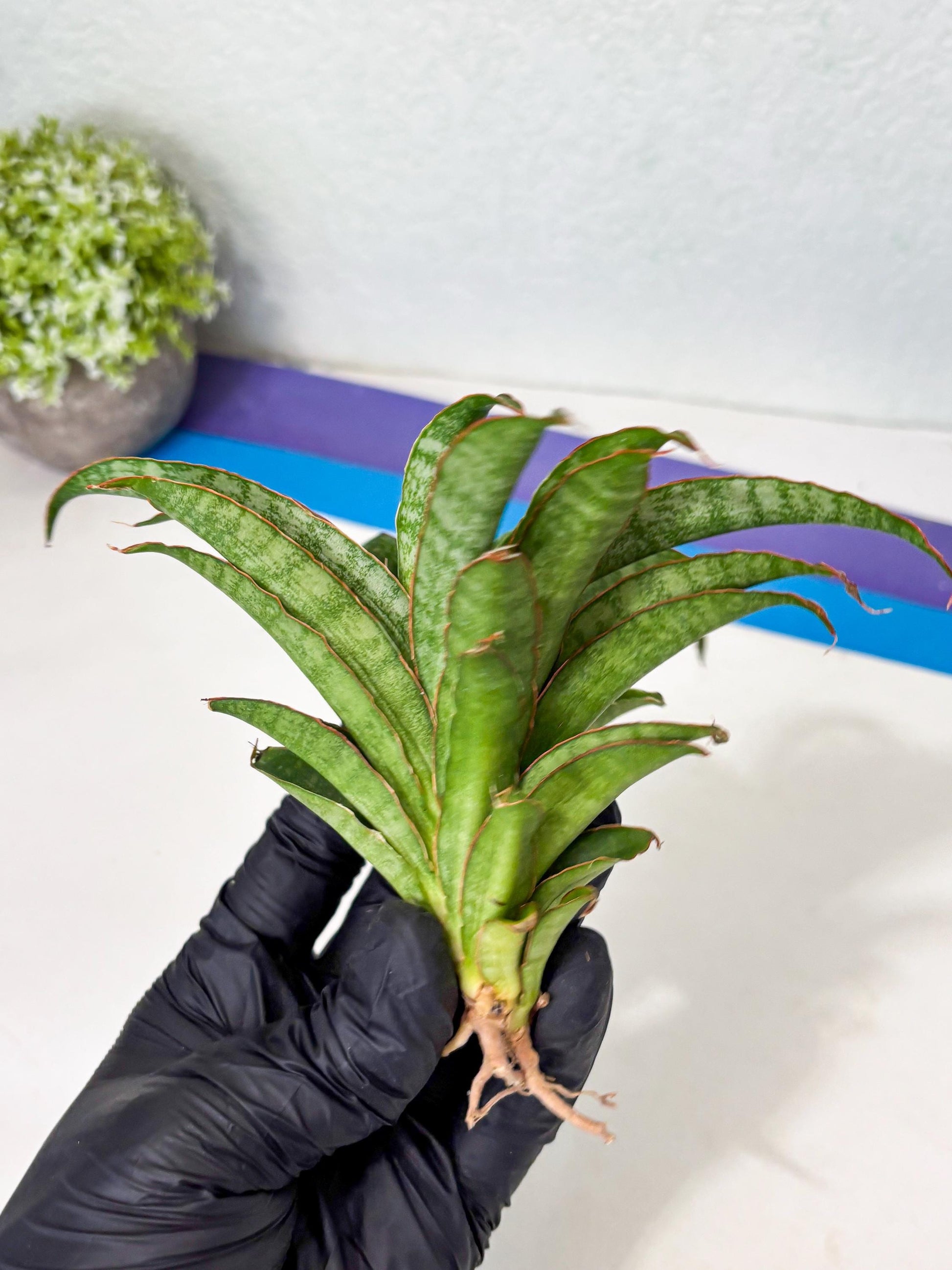 Sansevieria AFF Nalika (Ba6) (14) | Imported Plants