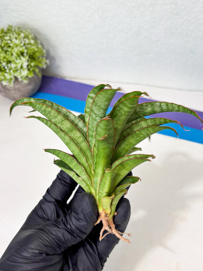 Sansevieria AFF Nalika (Ba6) (14) | Imported Plants