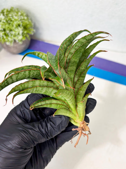 Sansevieria AFF Nalika (Ba6) (14) | Imported Plants