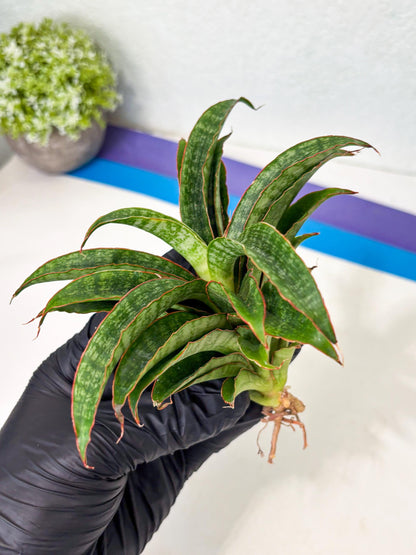 Sansevieria AFF Nalika (Ba6) (14) | Imported Plants