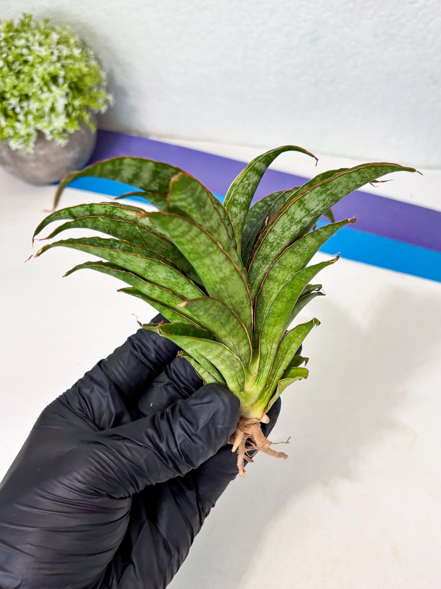 Sansevieria AFF Nalika (Ba6) (14) | Imported Plants
