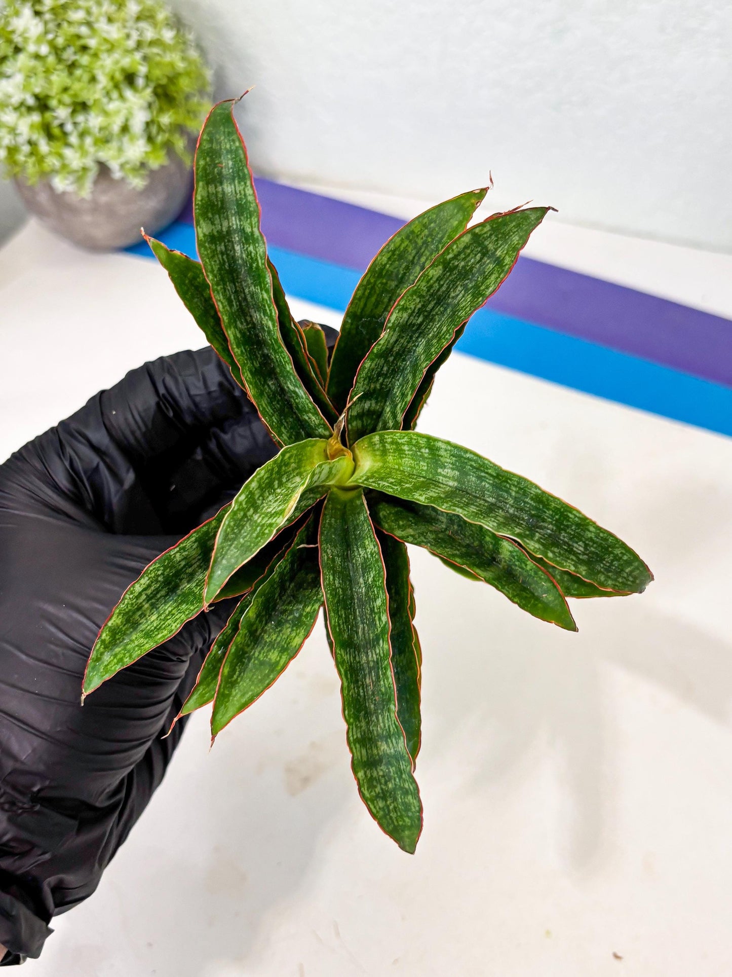 Sansevieria AFF Nalika (Ba6) (14) | Imported Plants