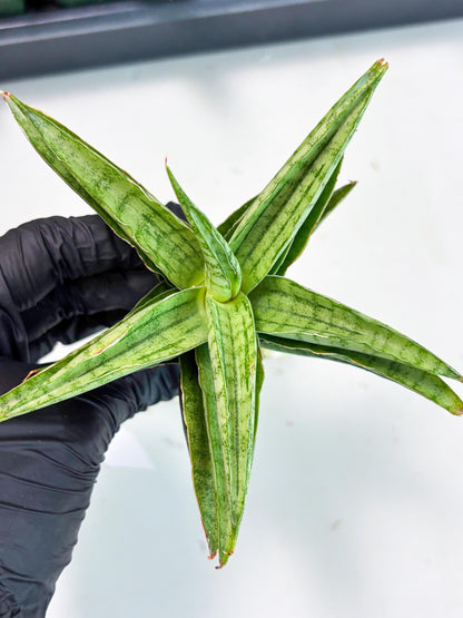Sansevieria marsha x kasih (ba6) (16) | Rare Collection
