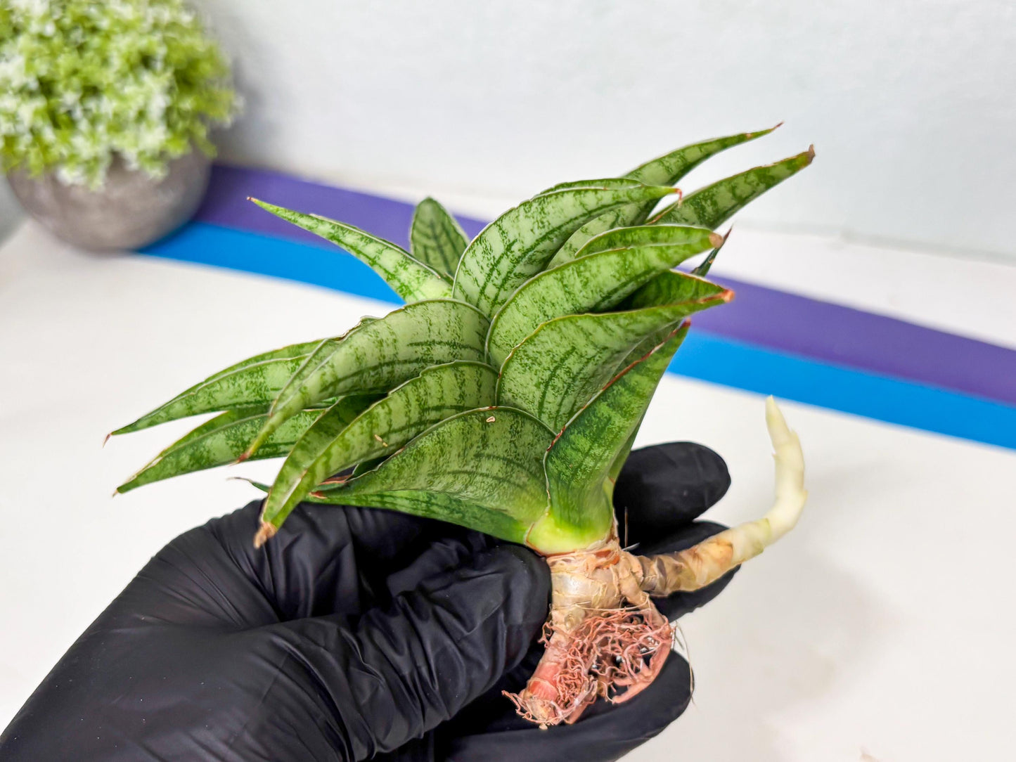 Sansevieria marsha x kasih (ba6) (16) | Rare Collection