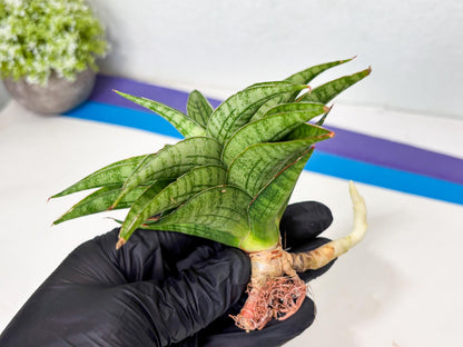 Sansevieria marsha x kasih (ba6) (16) | Rare Collection