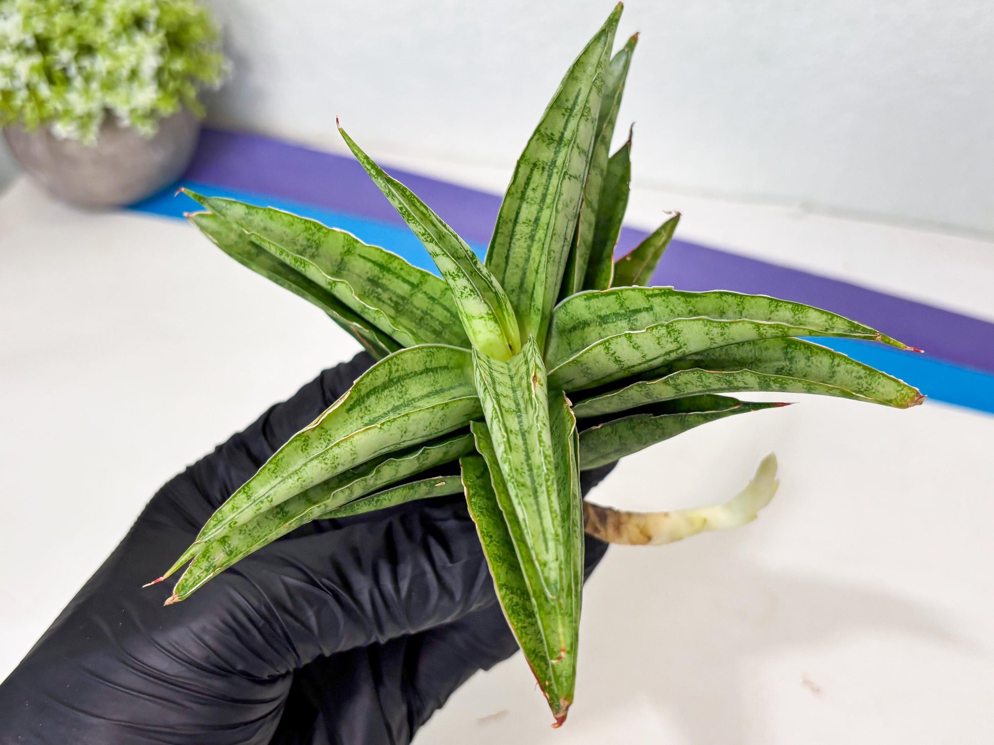 Sansevieria marsha x kasih (ba6) (16) | Rare Collection