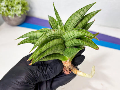 Sansevieria marsha x kasih (ba6) (16) | Rare Collection