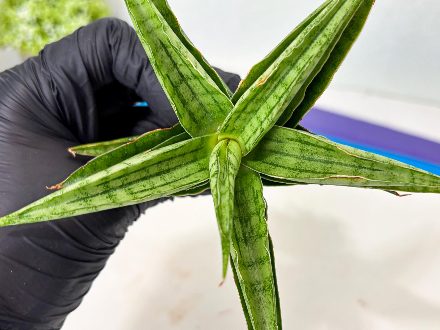 Sansevieria marsha x kasih (ba6) (16) | Rare Collection