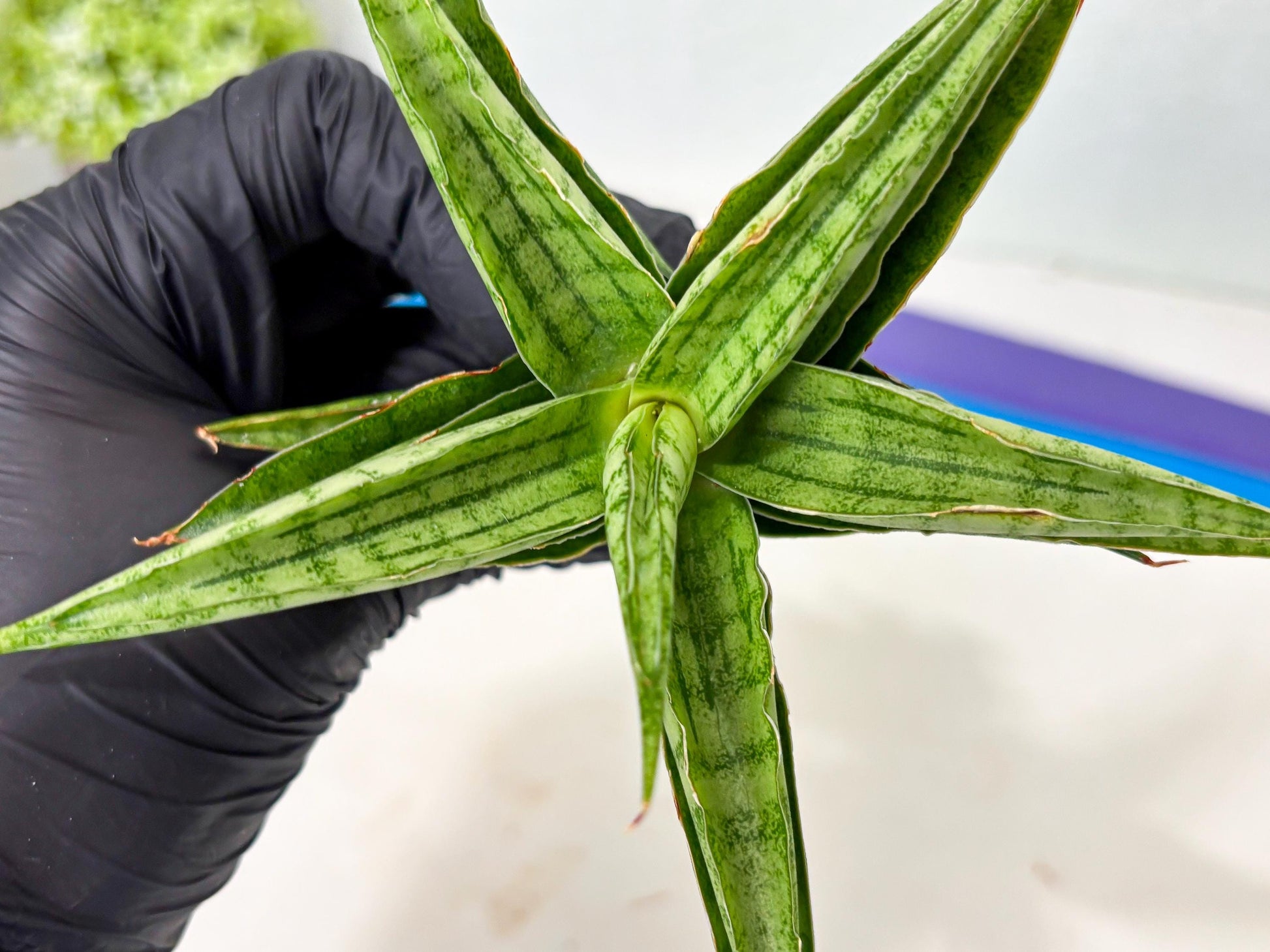 Sansevieria marsha x kasih (ba6) (16) | Rare Collection