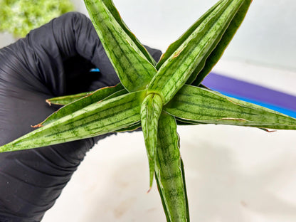 Sansevieria marsha x kasih (ba6) (16) | Rare Collection