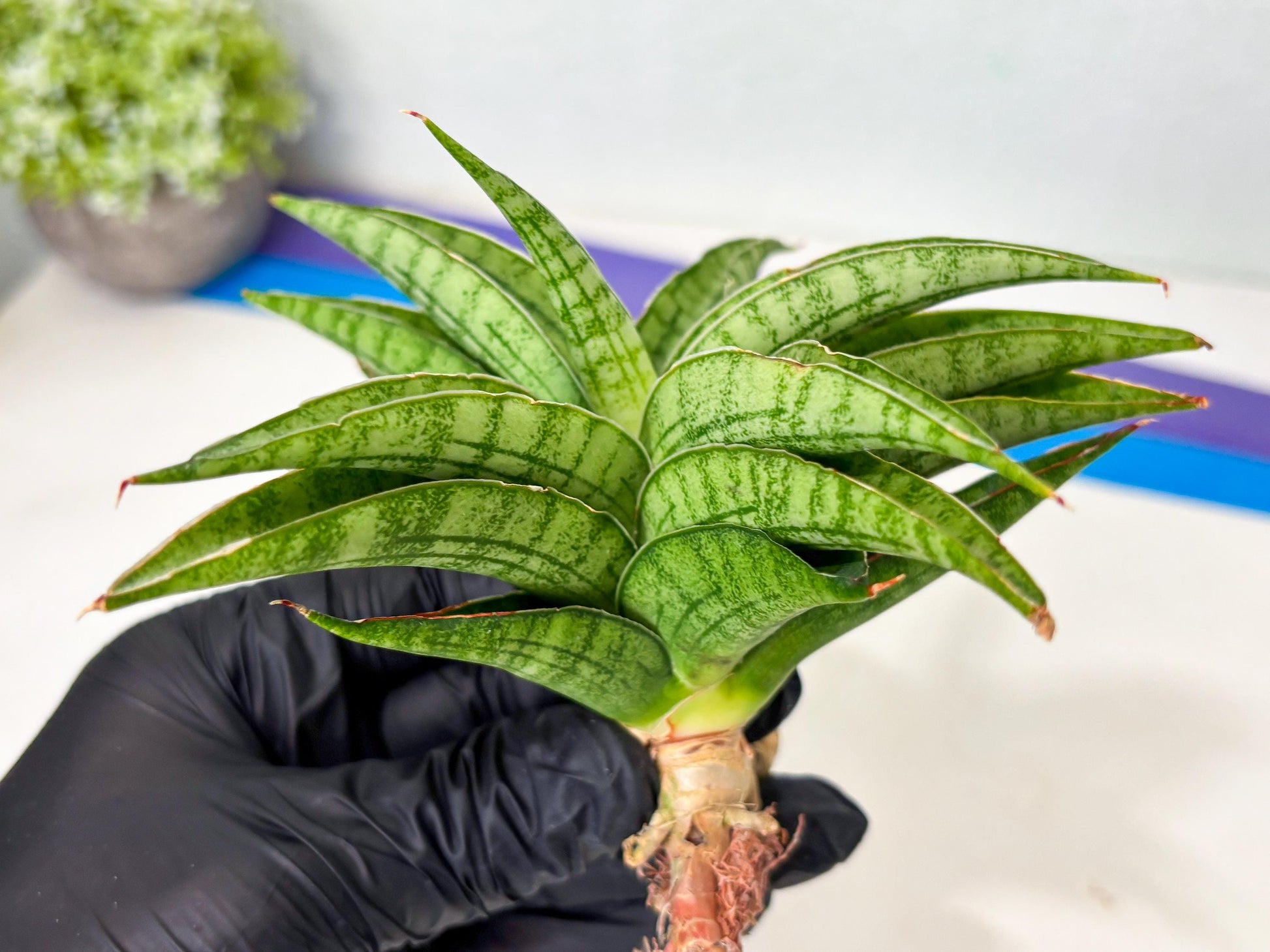 Sansevieria marsha x kasih (ba6) (16) | Rare Collection