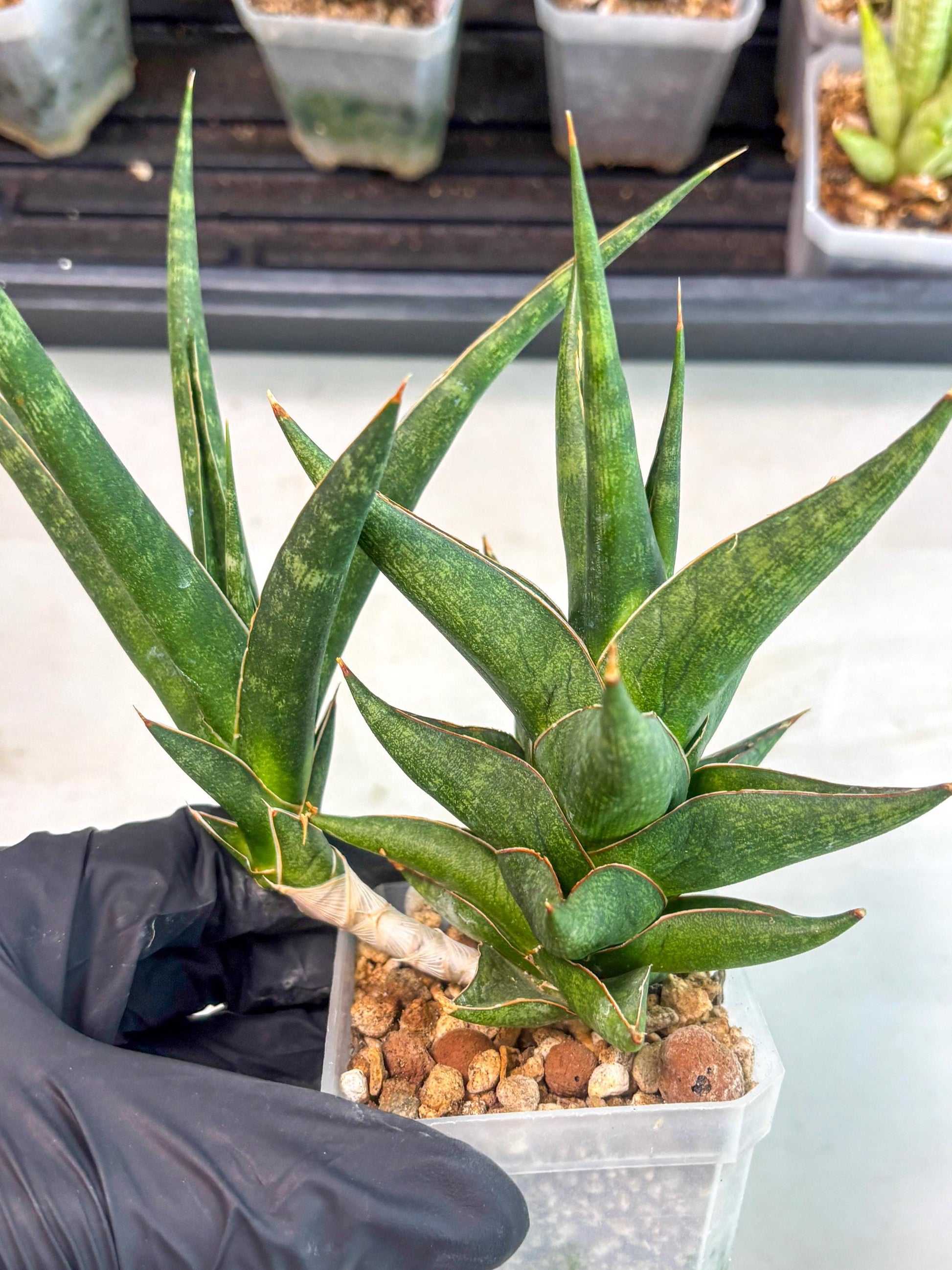 Sansevieria Prabu (ca1) (11) | Rare Snake Plant