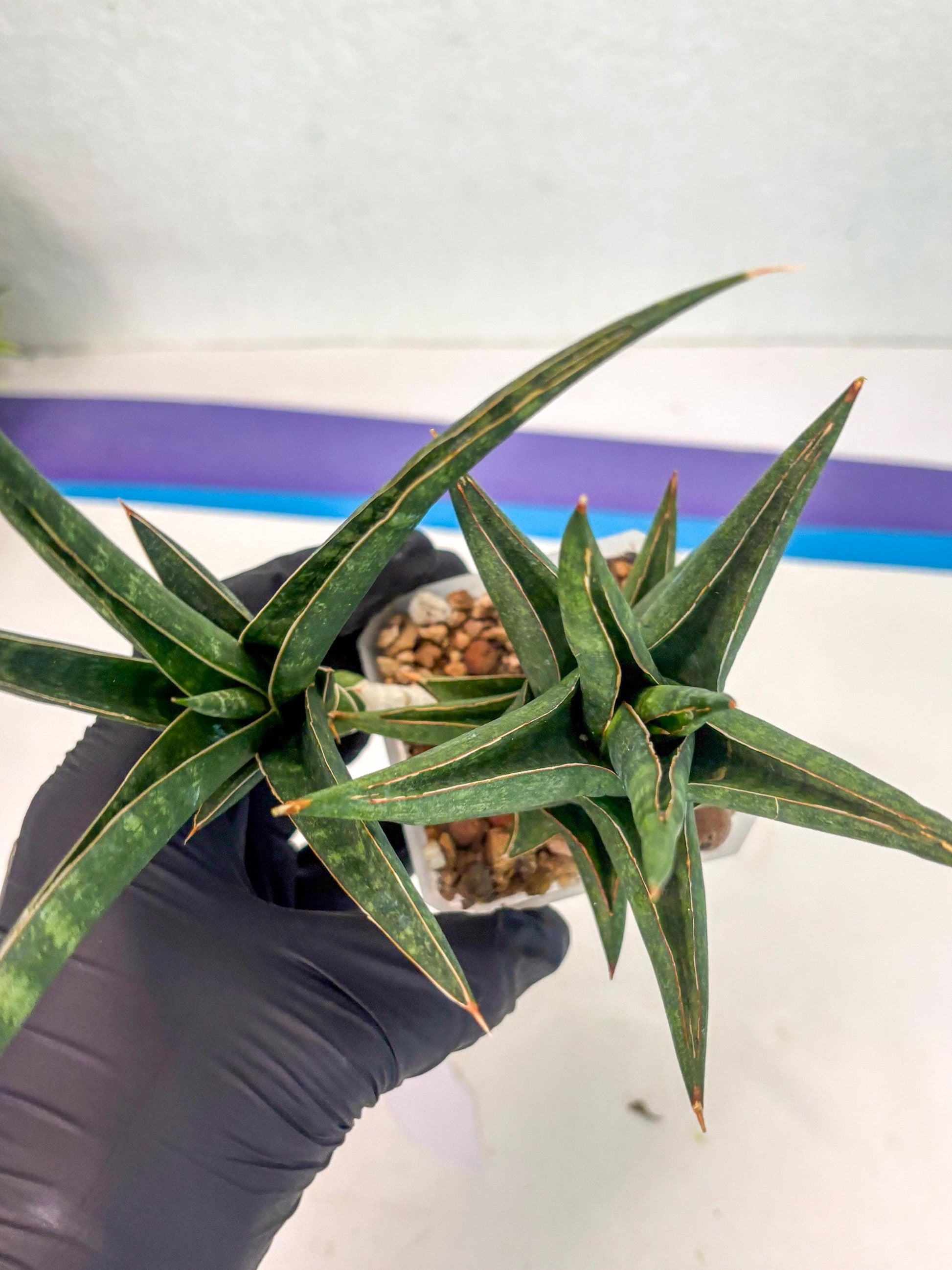 Sansevieria Prabu (ca1) (11) | Rare Snake Plant