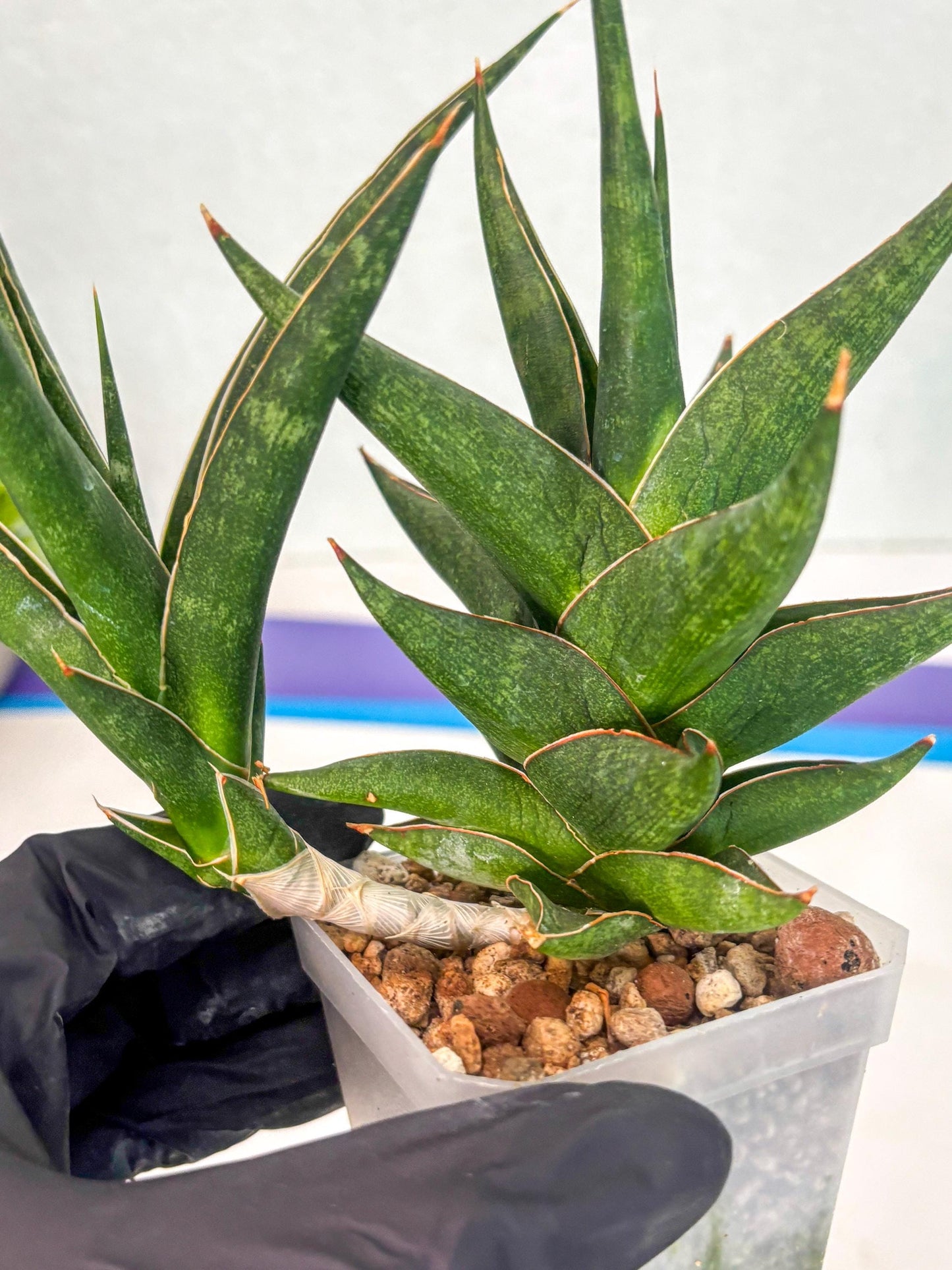 Sansevieria Prabu (ca1) (11) | Rare Snake Plant
