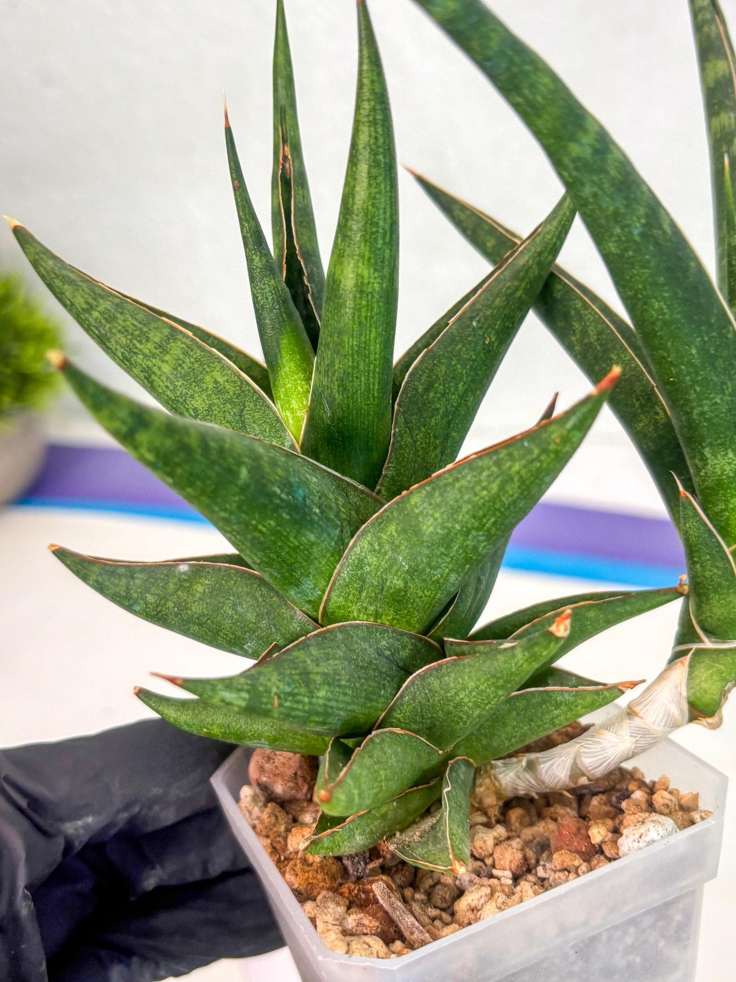 Sansevieria Prabu (ca1) (11) | Rare Snake Plant