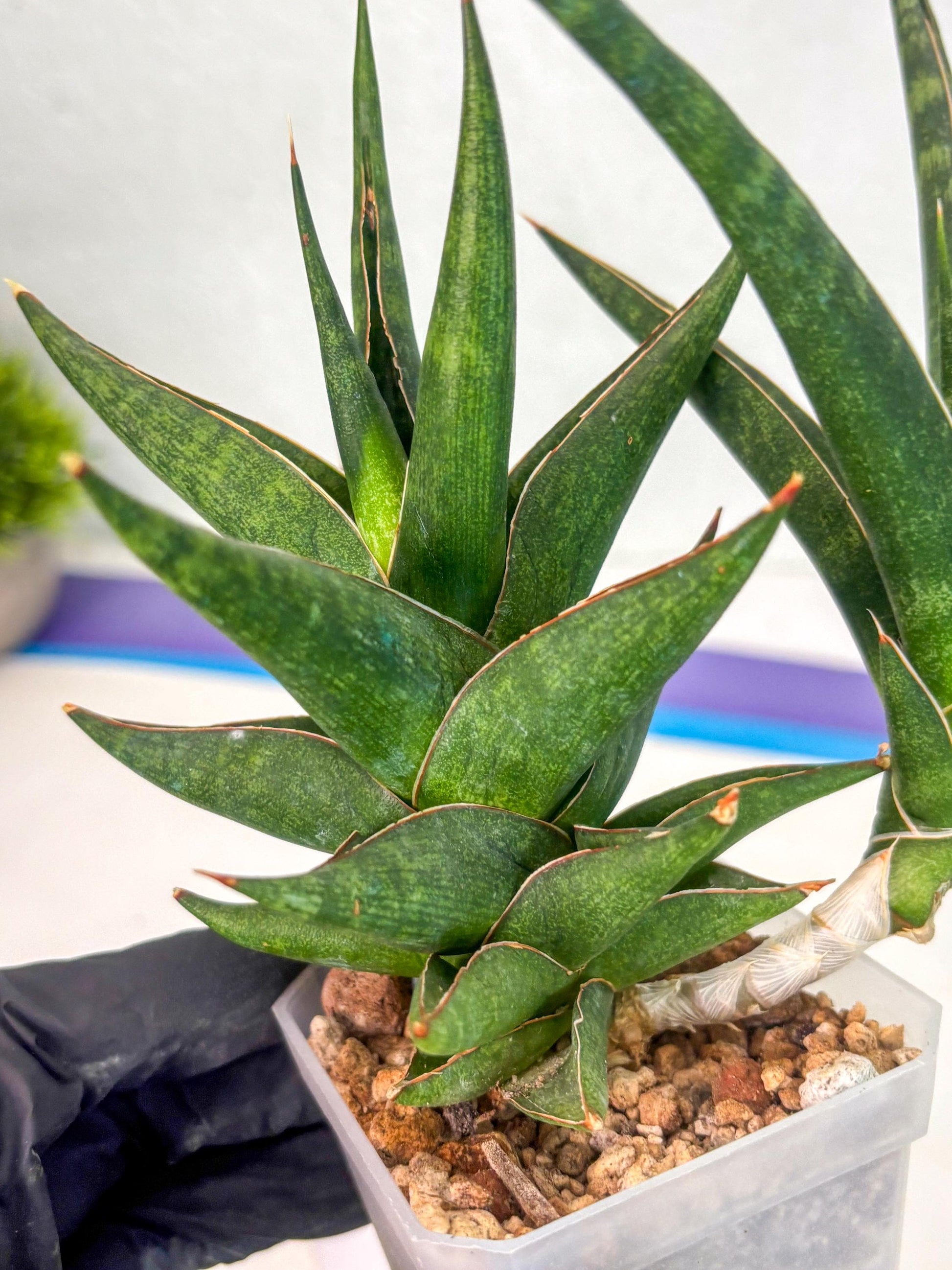 Sansevieria Prabu (ca1) (11) | Rare Snake Plant