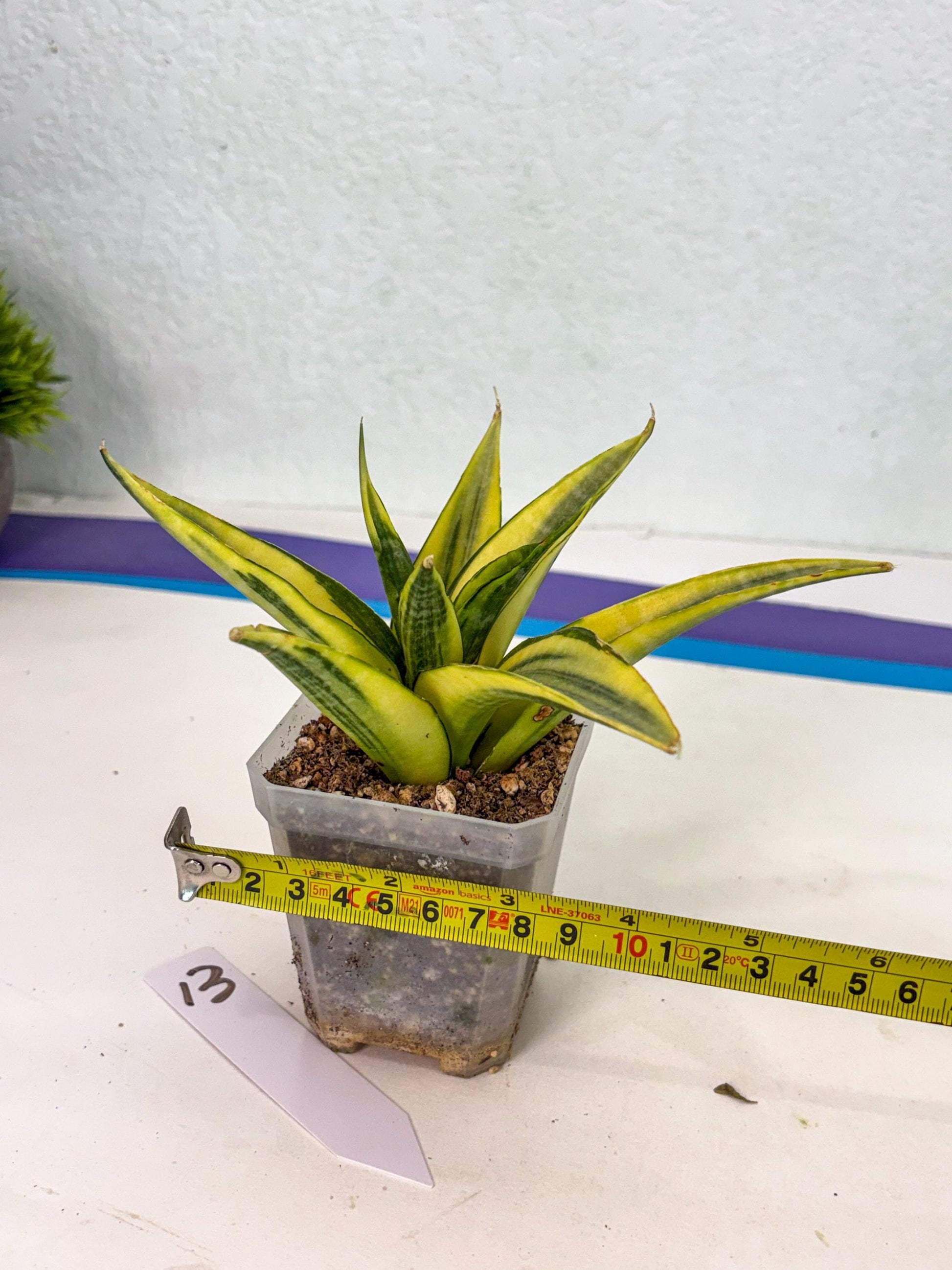 Sansevieria Cordova (ca1) (13) | Rare Snake Plant