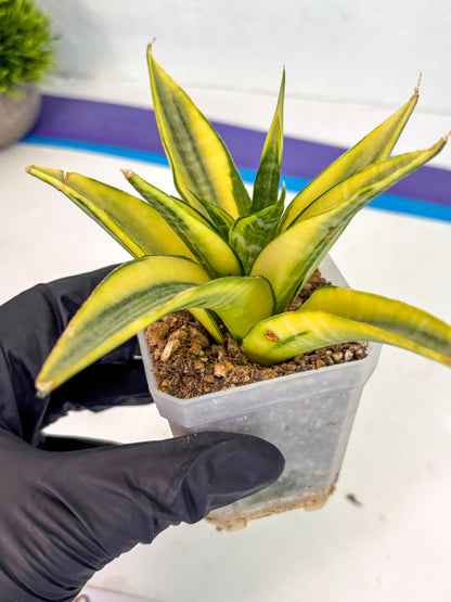 Sansevieria Cordova (ca1) (13) | Rare Snake Plant