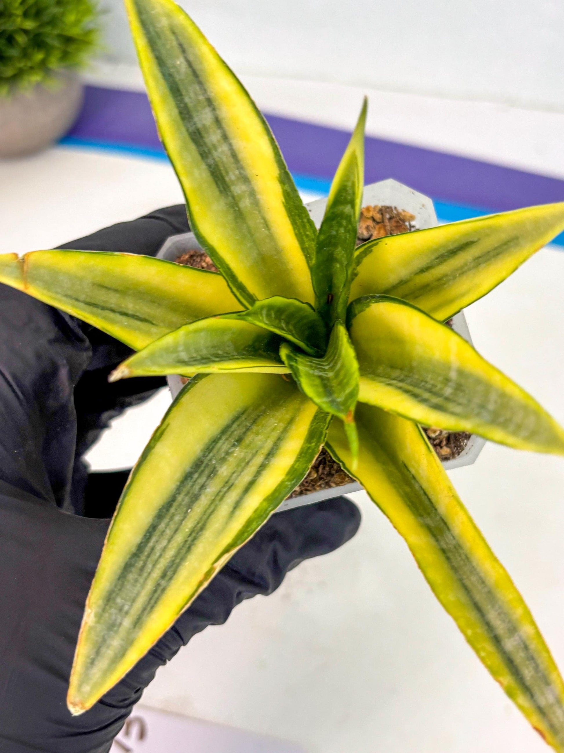 Sansevieria Cordova (ca1) (13) | Rare Snake Plant