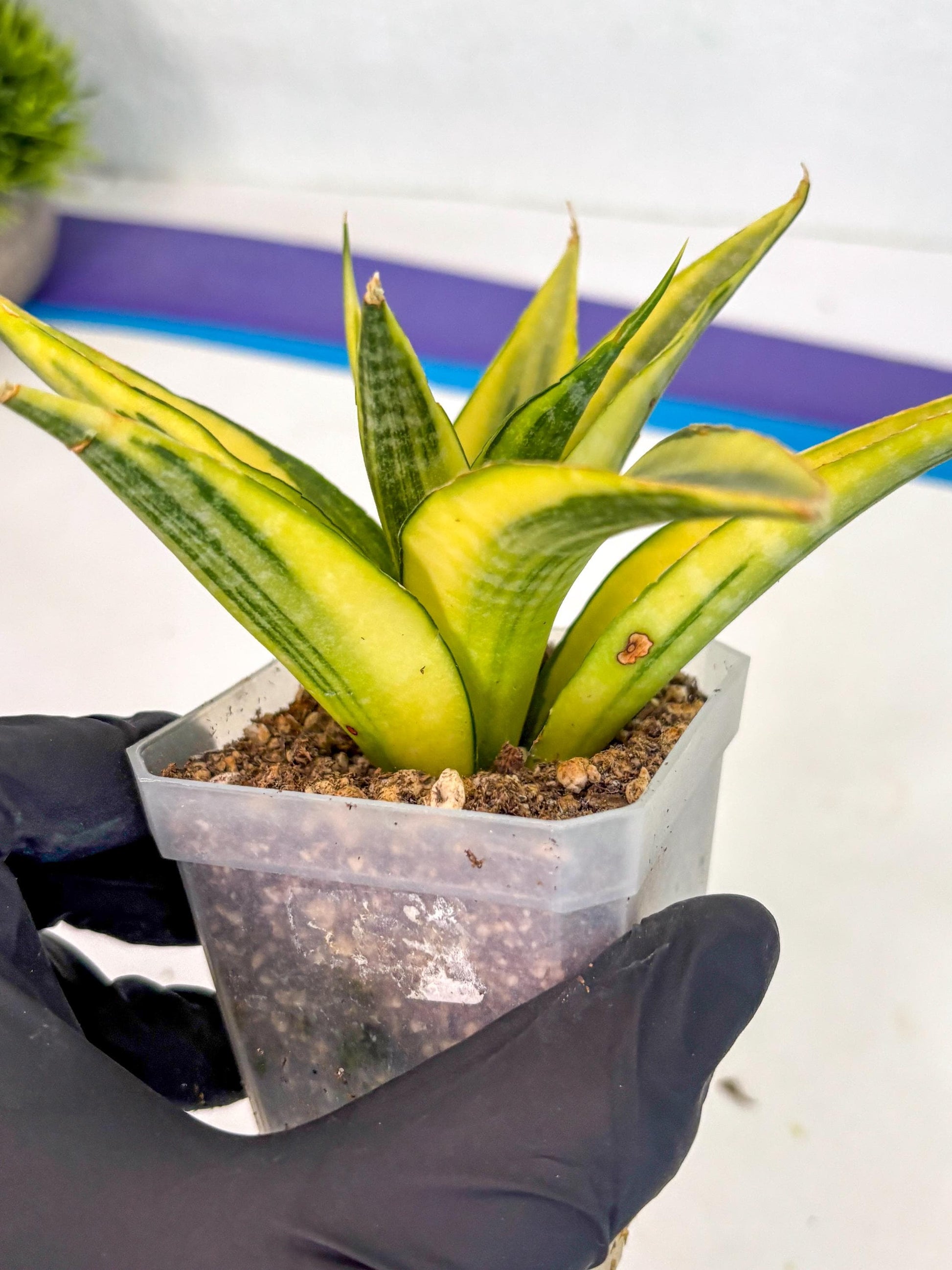Sansevieria Cordova (ca1) (13) | Rare Snake Plant