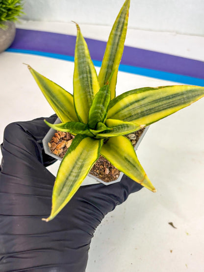 Sansevieria Cordova (ca1) (13) | Rare Snake Plant
