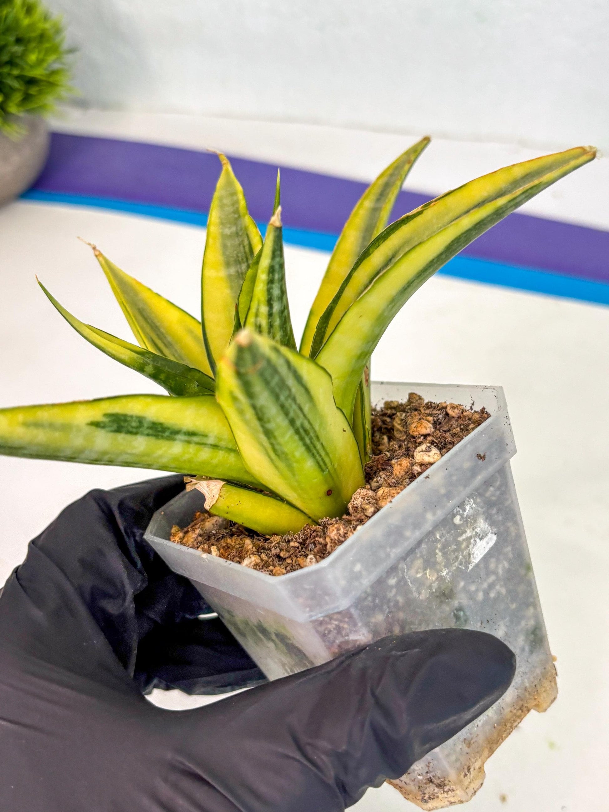 Sansevieria Cordova (ca1) (13) | Rare Snake Plant