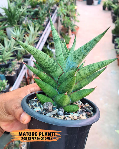 Sansevieria Snow Lotus (ca1) (14) | Rare Snake Plant