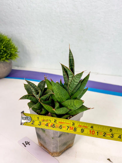 Sansevieria Snow Lotus (ca1) (14) | Rare Snake Plant