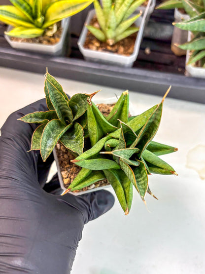Sansevieria Snow Lotus (ca1) (14) | Rare Snake Plant