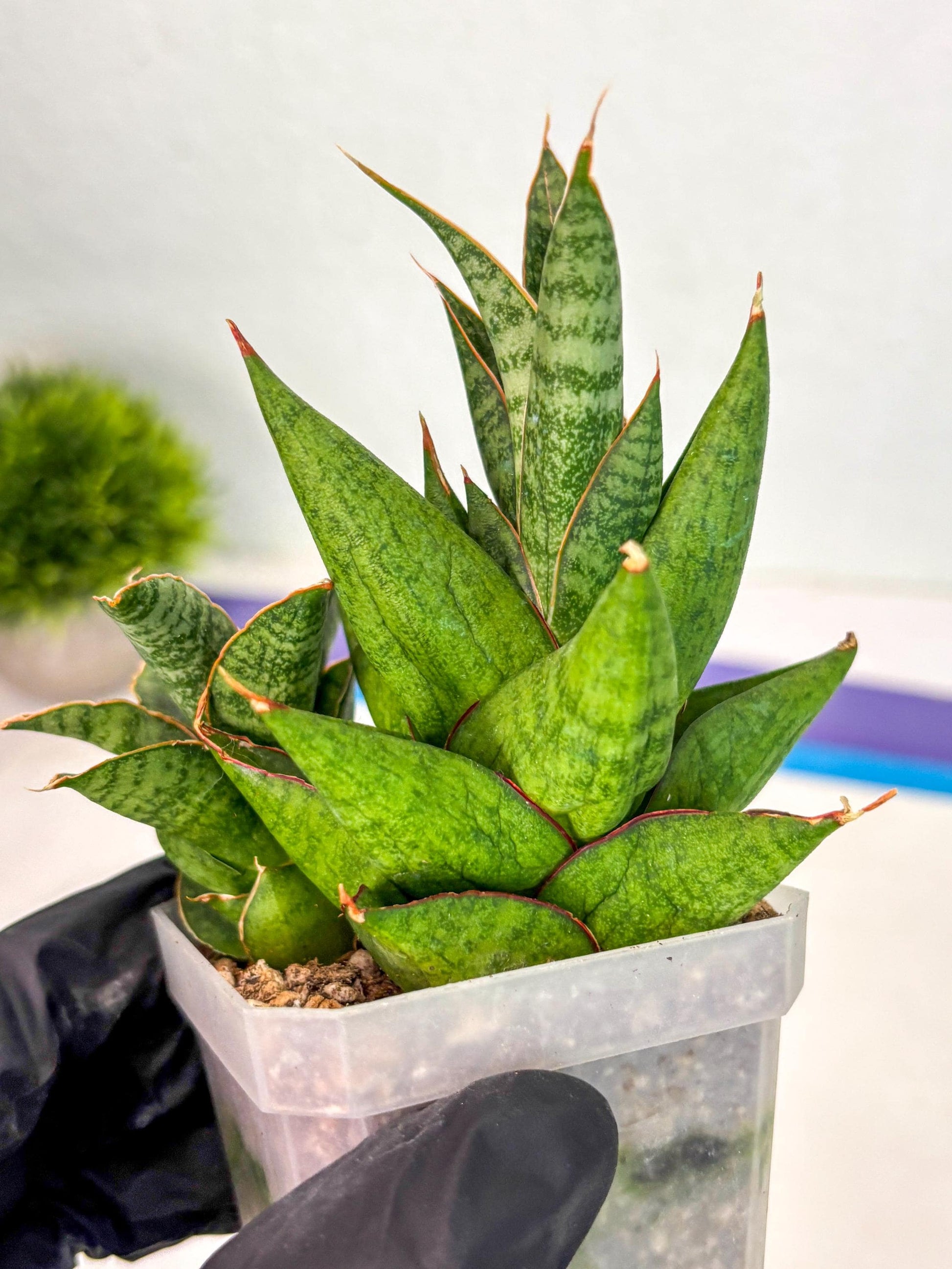 Sansevieria Snow Lotus (ca1) (14) | Rare Snake Plant