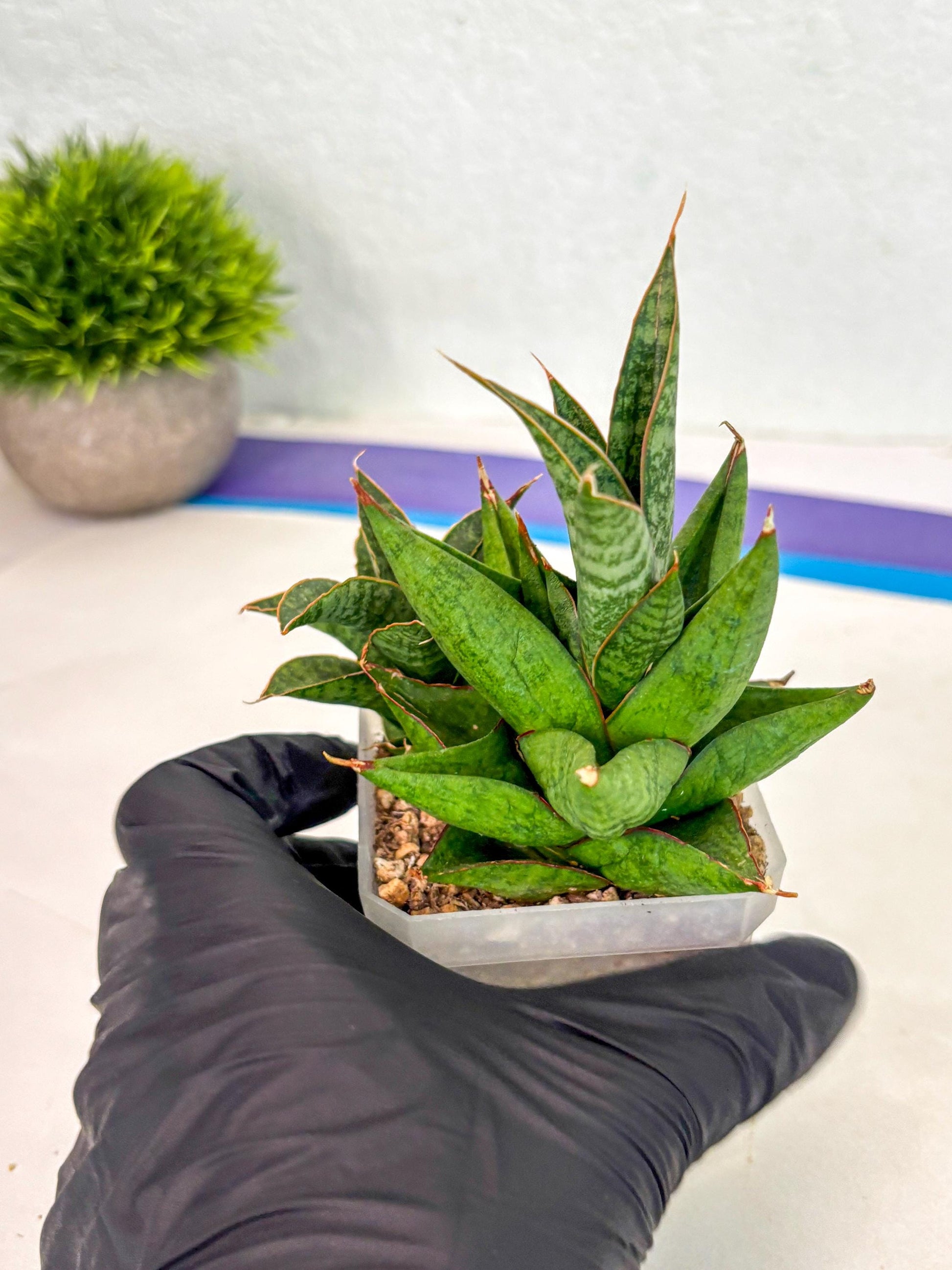 Sansevieria Snow Lotus (ca1) (14) | Rare Snake Plant