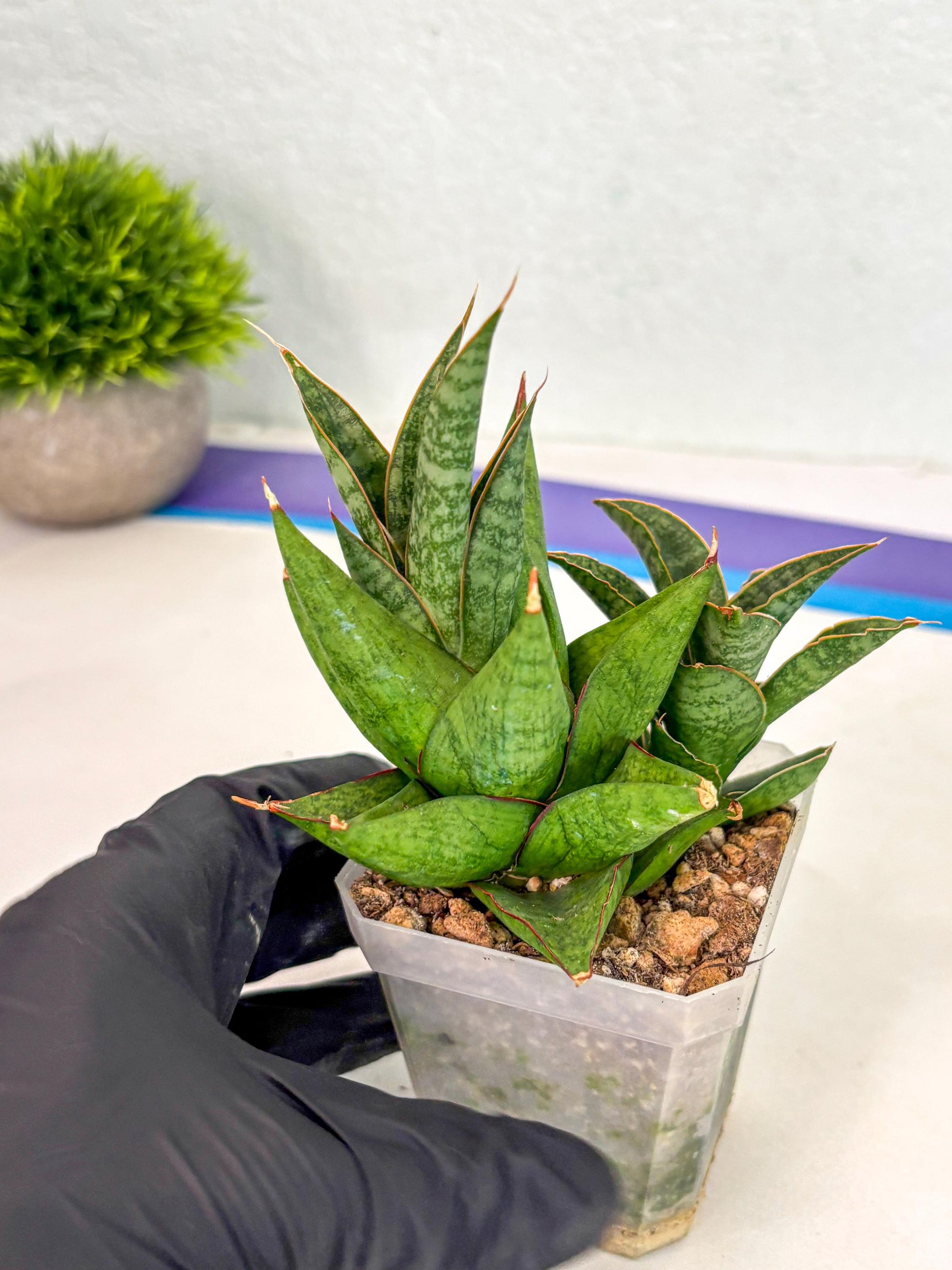 Sansevieria Snow Lotus (ca1) (14) | Rare Snake Plant