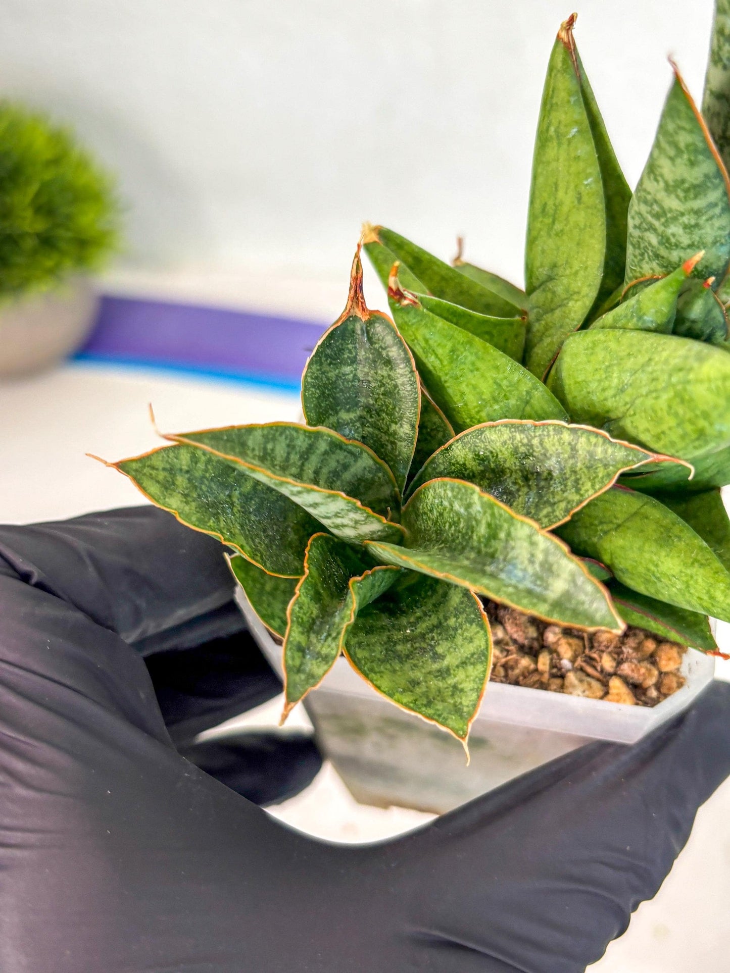 Sansevieria Snow Lotus (ca1) (14) | Rare Snake Plant