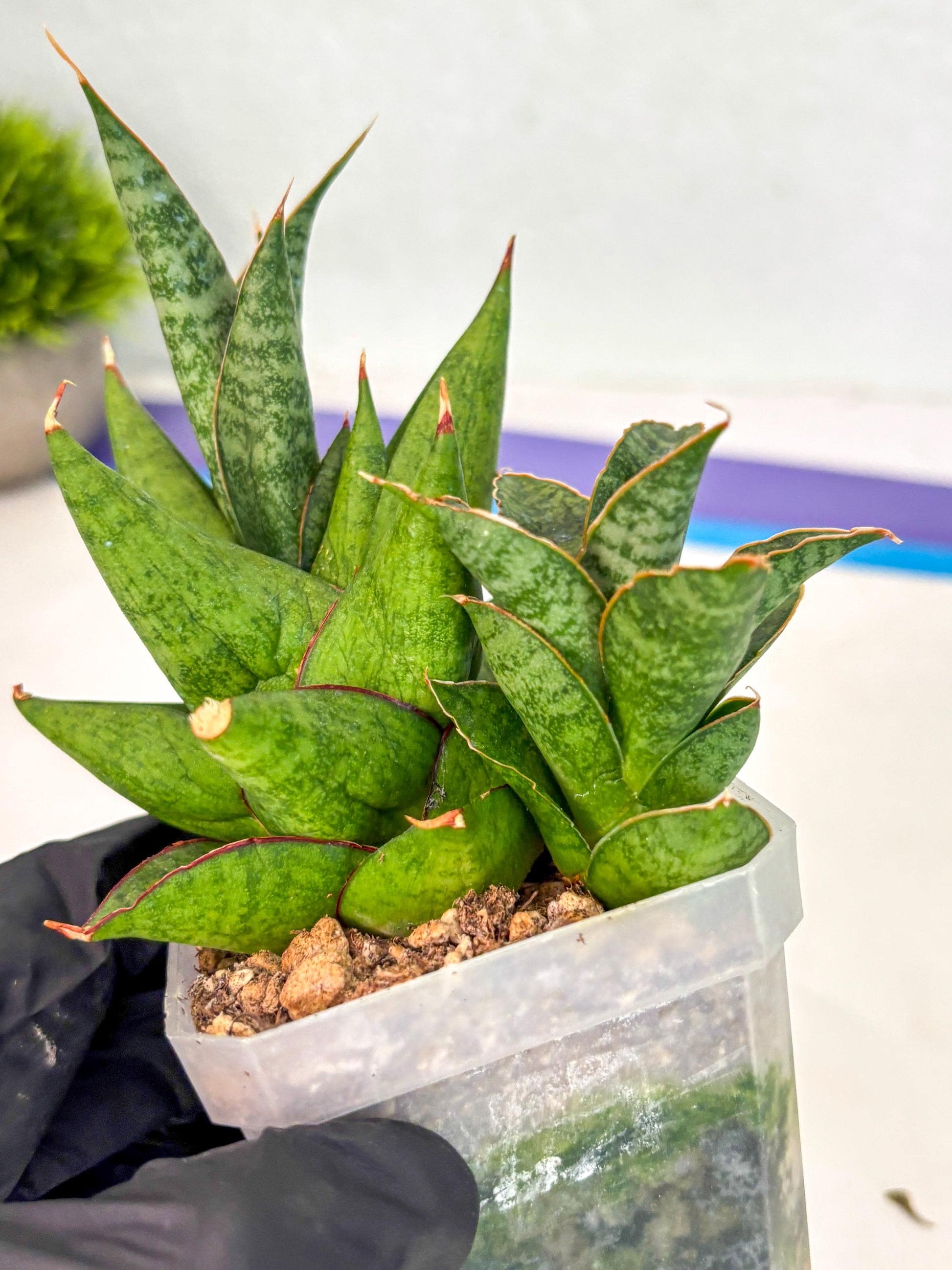 Sansevieria Snow Lotus (ca1) (14) | Rare Snake Plant