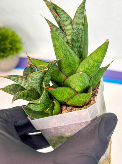 Sansevieria Snow Lotus (ca1) (14) | Rare Snake Plant